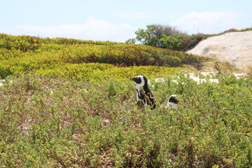 Penguins in Greenery