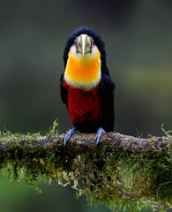 Red-breasted Toucan portrait on  mossy stick on rainy day against dark background