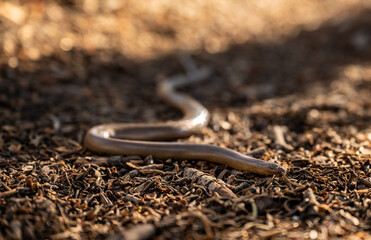 Shiny Northern Rubber Boa Snake Slithers Across Dirt Ground