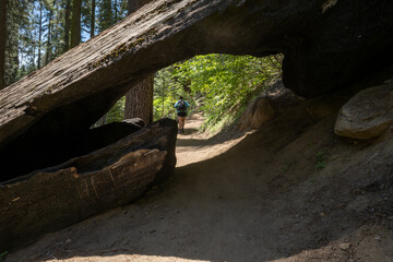 Sequoia Trunk Hanging Over Trail with Tunnel and Woman Walking Through
