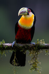 Red-breasted Toucan portrait on  mossy stick on rainy day against dark background