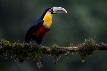 Red-breasted Toucan portrait on  mossy stick on rainy day against dark background