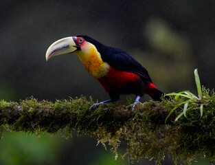 Red-breasted Toucan portrait on  mossy stick on rainy day against dark background
