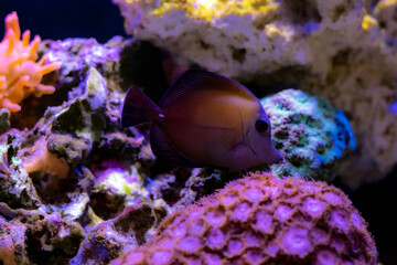 Twotone brown tang fish - Zebrasoma scopas