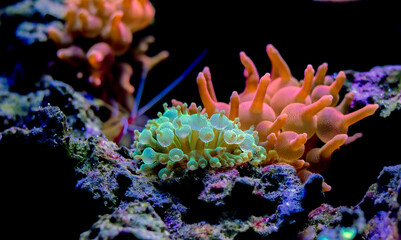 Green Bubble-tip anemone - (Entacmaea quadricolor)
