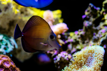 Fototapeta na wymiar Twotone brown tang fish - Zebrasoma scopas