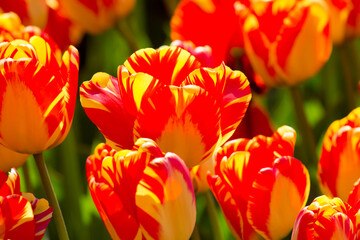 Colorful tulip fields on a sunny spring day in the countryside Keukenhof flower garden Lisse Netherlands. Happy kings day.