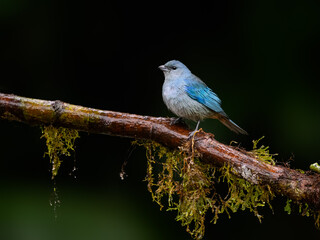 Obraz premium Sayaca Tanager on mossy stick on rainy day against dark green background