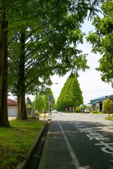 メタセコイア並木道