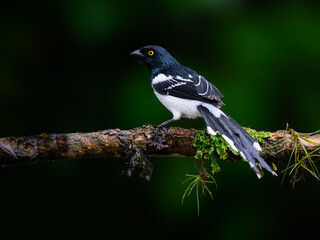 Magpie Tanager portrait on  mossy stick on rainy day against dark green background