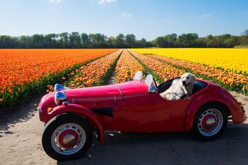 Funny labrador dog in retro red cabriolet on colorful tulips fields sunny day Keukenhof flower...