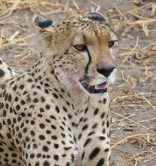 Cheetah   Acinonyx jubatus , Tarangire National Park