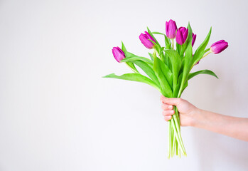 Beautiful bouquet of magenta tulip flowers in a hand on the white background. Happy holiday.