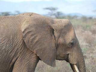 African savannah elephant in Kenya