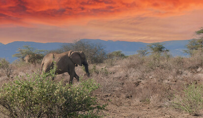 African savannah elephant in Kenya