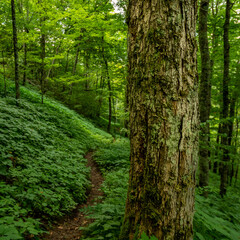 Large Tree Along Trail in Smokies