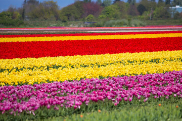 Colorful tulip fields on a sunny spring day in the countryside Keukenhof flower garden Lisse Netherlands. Happy kings day