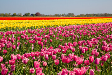 Fototapeta premium Colorful tulip fields on a sunny spring day in the countryside Keukenhof flower garden Lisse Netherlands. Happy kings day