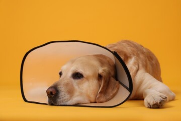 Sad Labrador Retriever with protective cone collar lying on orange background