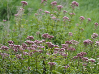 Fototapeta premium field of flowers