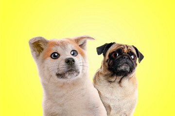 Cute surprised animals on yellow background. Pug dog and Akita Inu puppy with big eyes