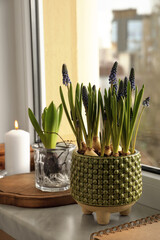 Beautiful bulbous plants and candle on windowsill indoors. Spring time