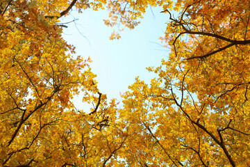Sky visible through heart shaped gap formed of autumn trees crowns, bottom view