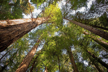 looking up at a forest canopy of old growth redwood trees 