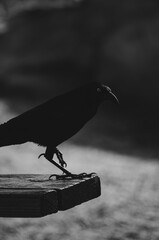 crow on a stone