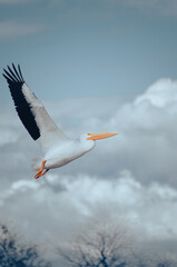 seagull in flight