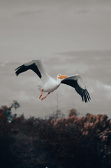 pelican in flight