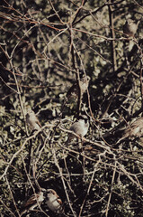 bird in the nest
