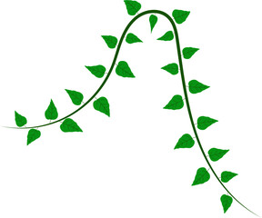 Leaf floral decorative ornament illustration