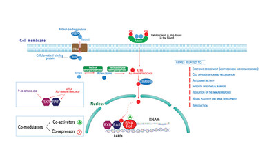 Retinoid acid (ATRA) signaling - RAR and RXR receptors