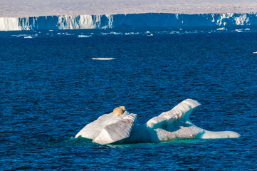 Large polar bear on an ice float