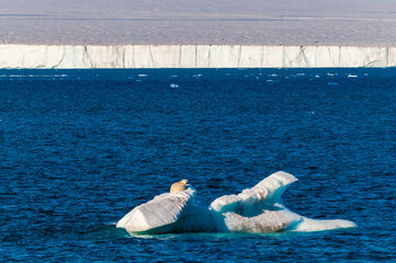 Large polar bear on an ice float © Don Landwehrle