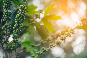 Fresh coffee bean green leaf bush ecology berry plant. Green coffee bean berry plant fresh raw seed coffee tree growth in eco organic farm. Close up Green seed berries harvest arabica coffee garden