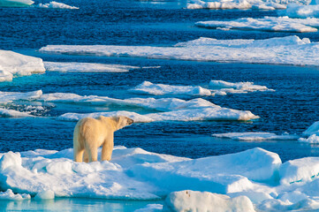 Polar bear on pack ice in Svalbard, Norway © Don Landwehrle