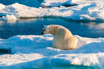 Obraz na płótnie Canvas Polar bear on pack ice in Svalbard, Norway