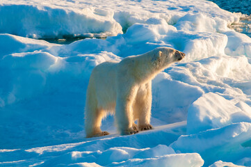 Polar bear on pack ice in Svalbard, Norway © Don Landwehrle