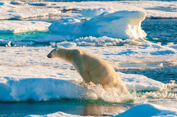 Polar bear on pack ice in Svalbard, Norway © Don Landwehrle