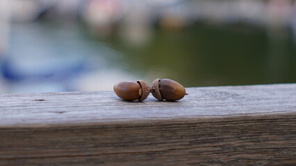 acorns on a wooden table