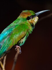 Sensational striking Rainbow Bee-eater with brilliant vivid plumage.