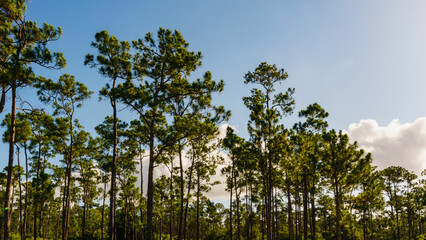 Everglades National Park in Florida