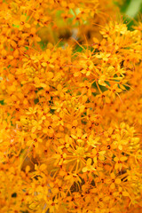 Beautiful yellow Ashoka tree flower blooming, Nature background