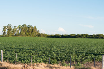 soybean plantation with trees on the horizon at sunset