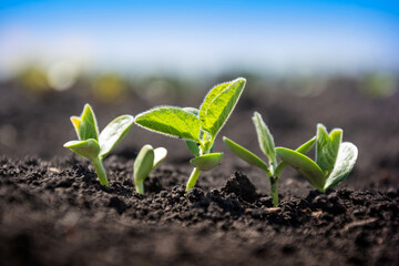 A tender sprout of a soybean agricultural plant in a field grows in a row with other sprouts. Selective focus. Soft focus.