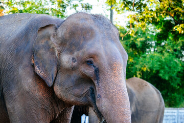 poor captive elephant