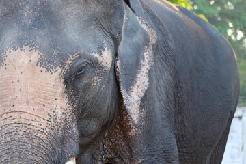poor captive elephant