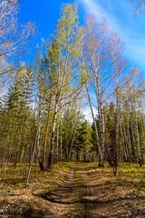 South Ural forest road with a unique landscape, vegetation and diversity of nature.